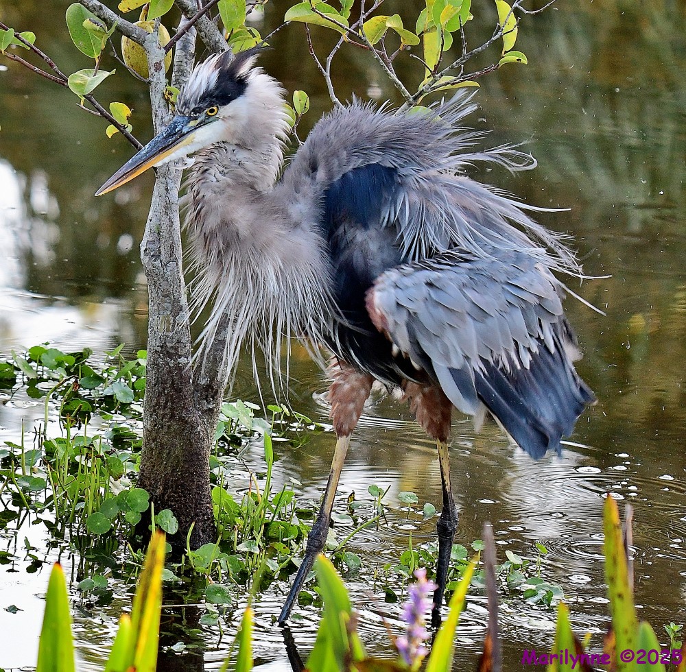 DSC_4435_001.JPG