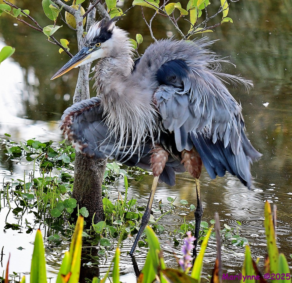 DSC_4436_001.JPG