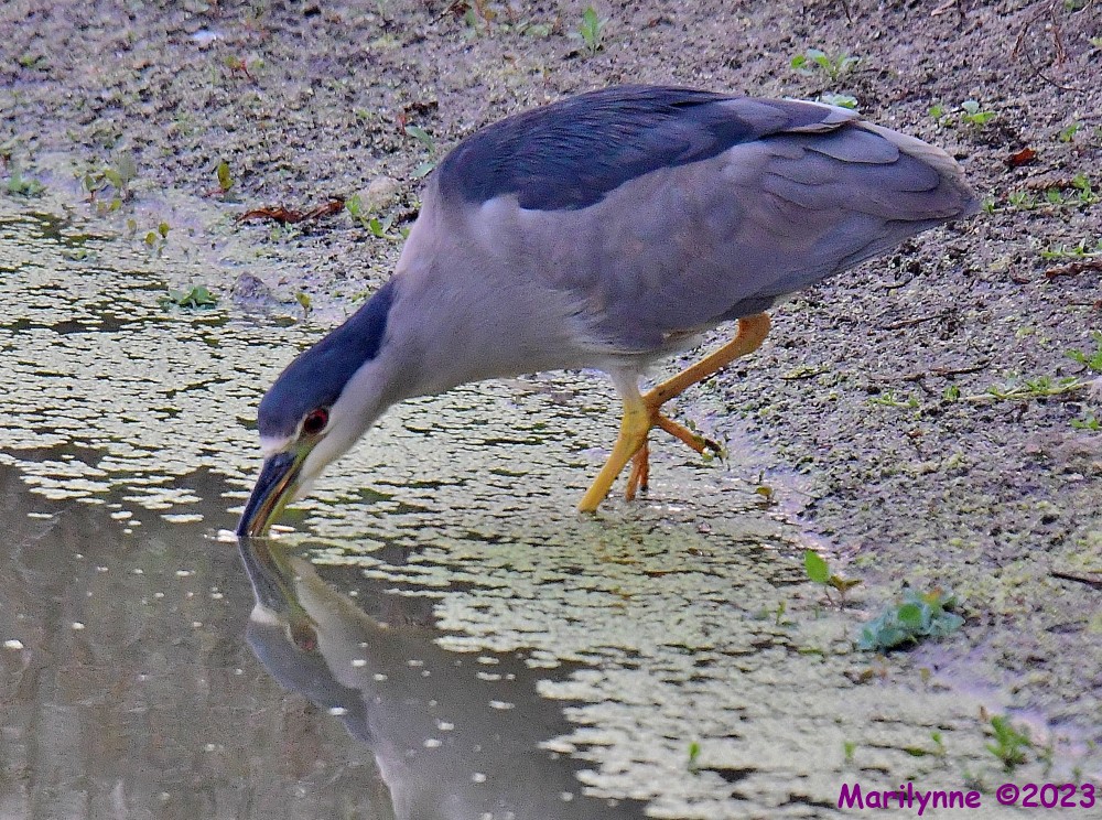 DSC_4438_001.JPG