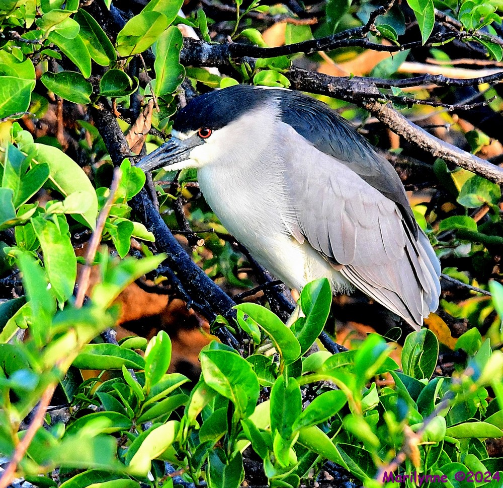 DSC_4439_001.JPG