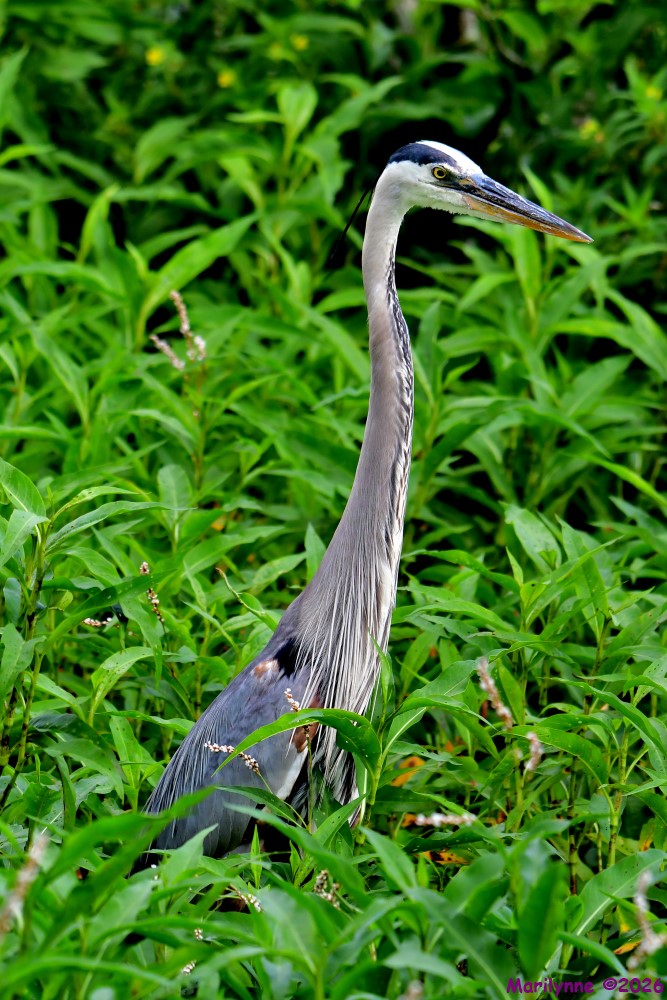 DSC_4439_001.JPG