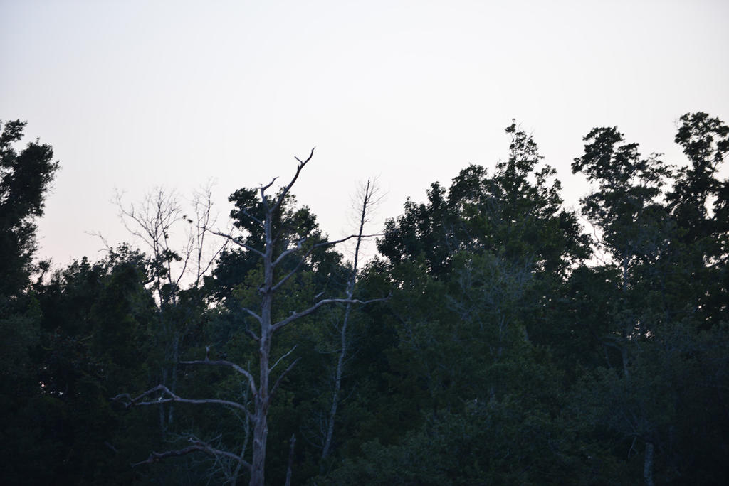 DSC_4440.jpg