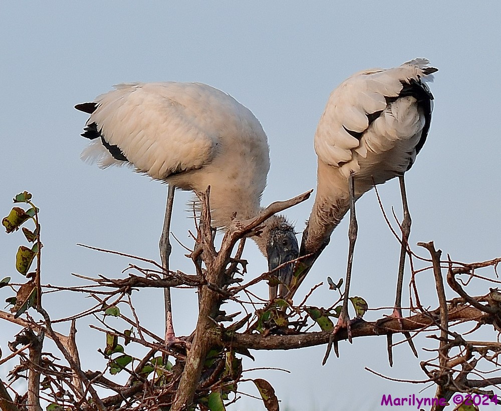 DSC_4440_001.JPG