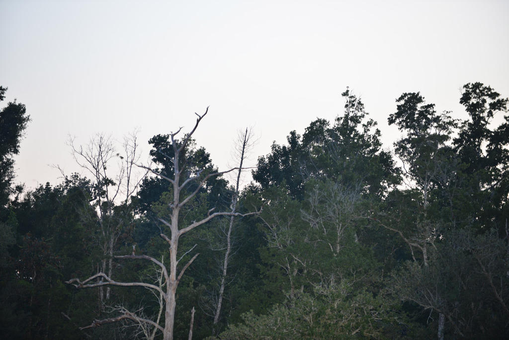 DSC_4441.jpg