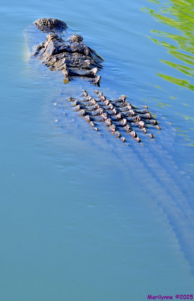 DSC_4442_001.JPG