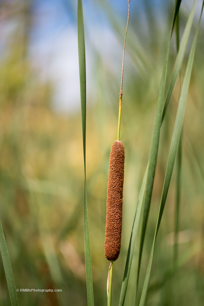 DSC_4442_7177-2.jpg