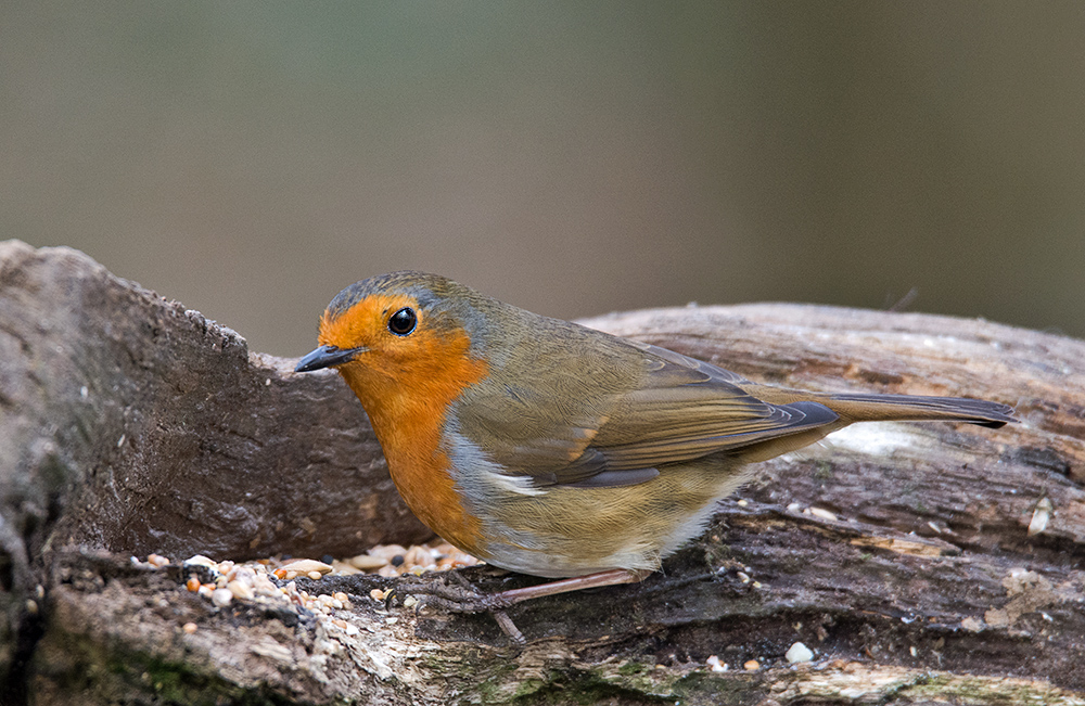 DSC_4443.jpg