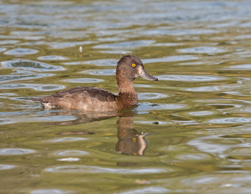 DSC_4444.jpg