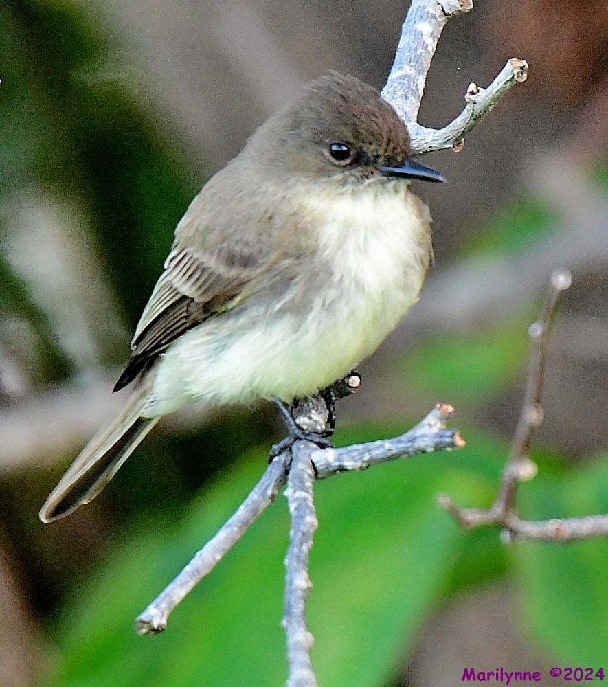 DSC_4444_001.JPG
