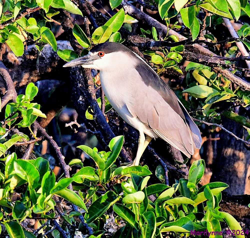 DSC_4444_001.JPG