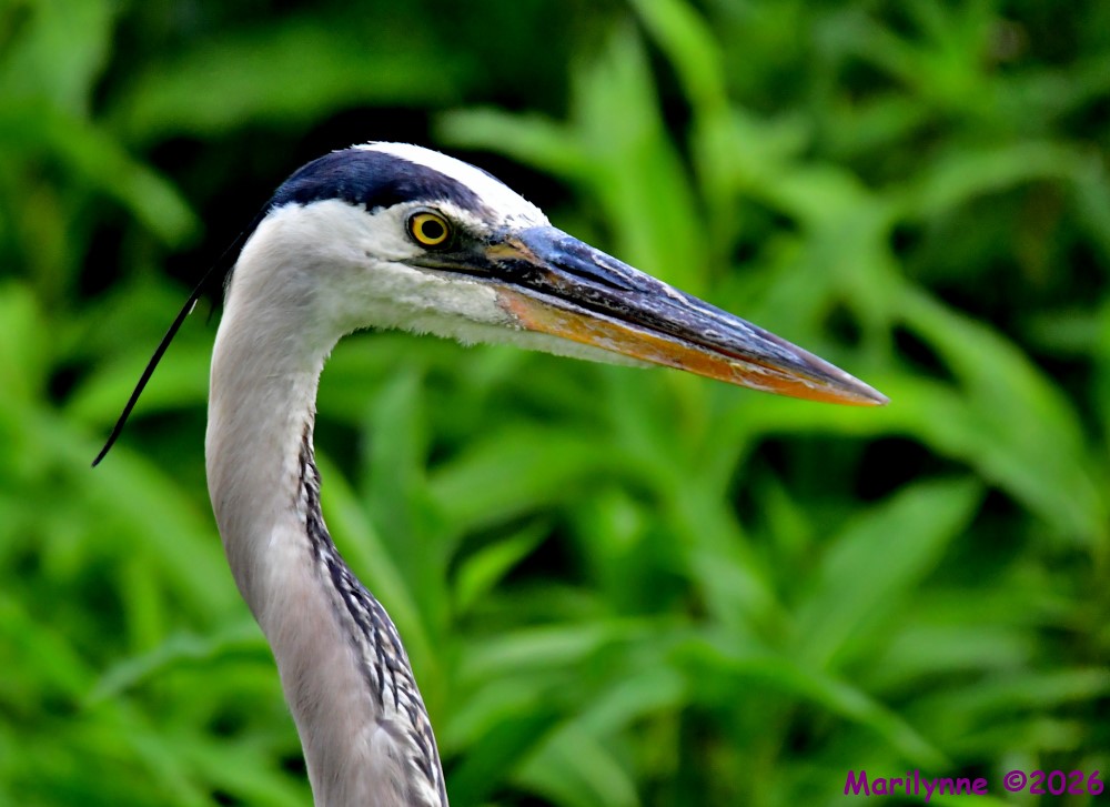 DSC_4444_001.JPG