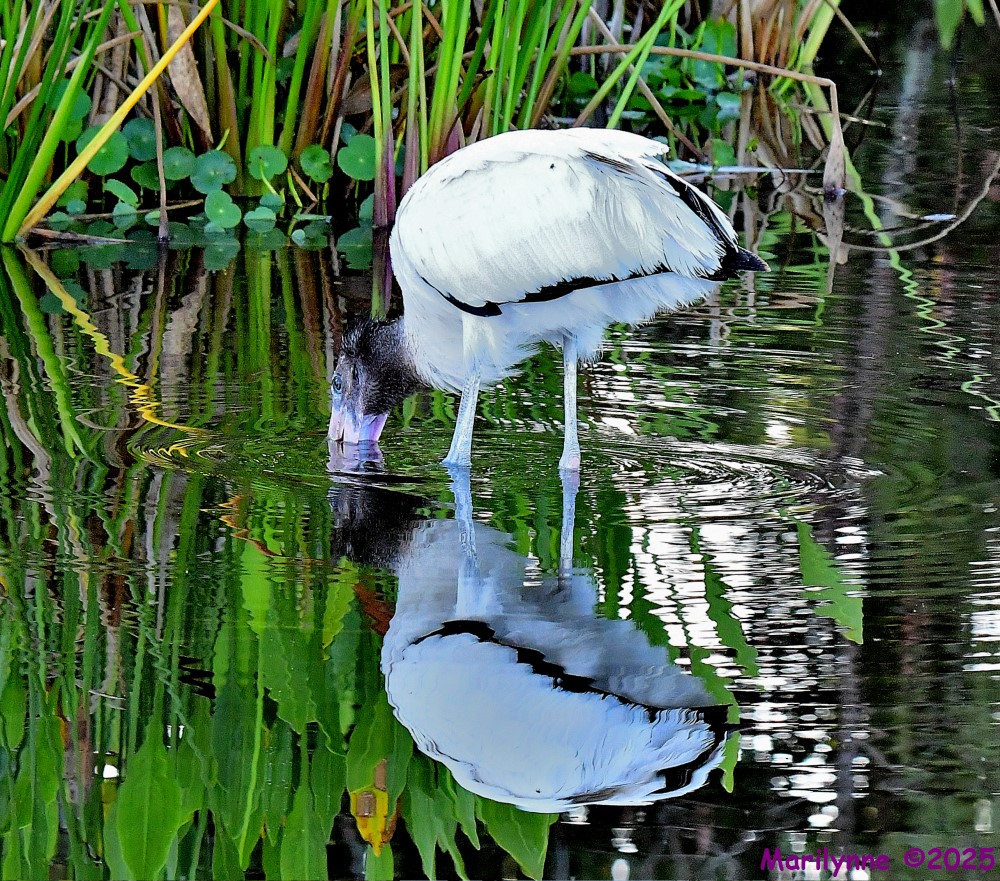 DSC_4446_001.JPG