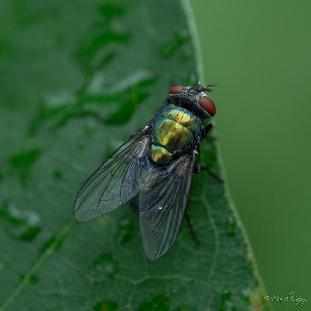 DSC_4447.jpg