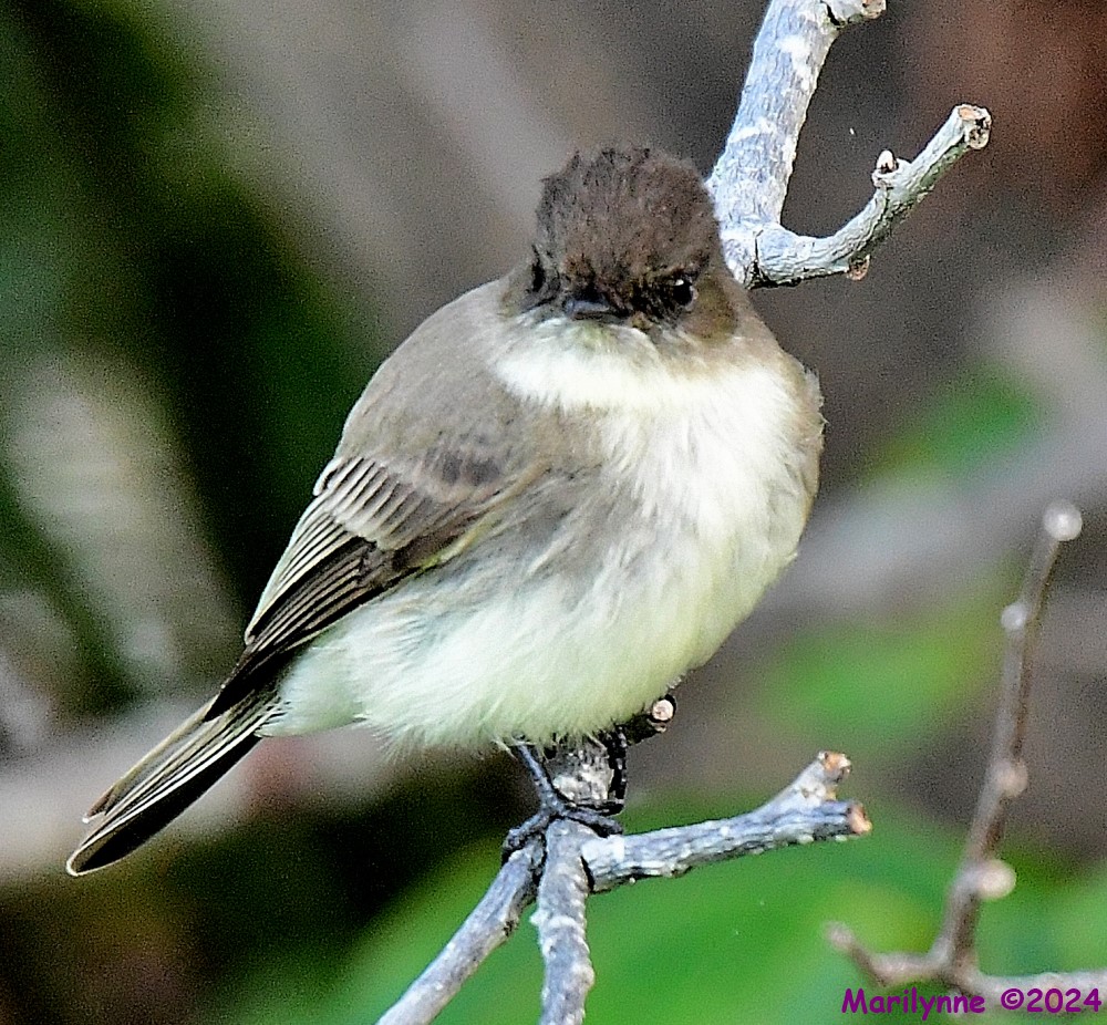 DSC_4447_001.JPG