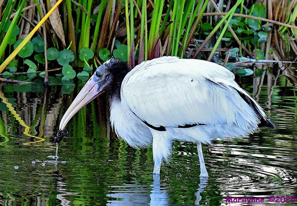 DSC_4447_001.JPG