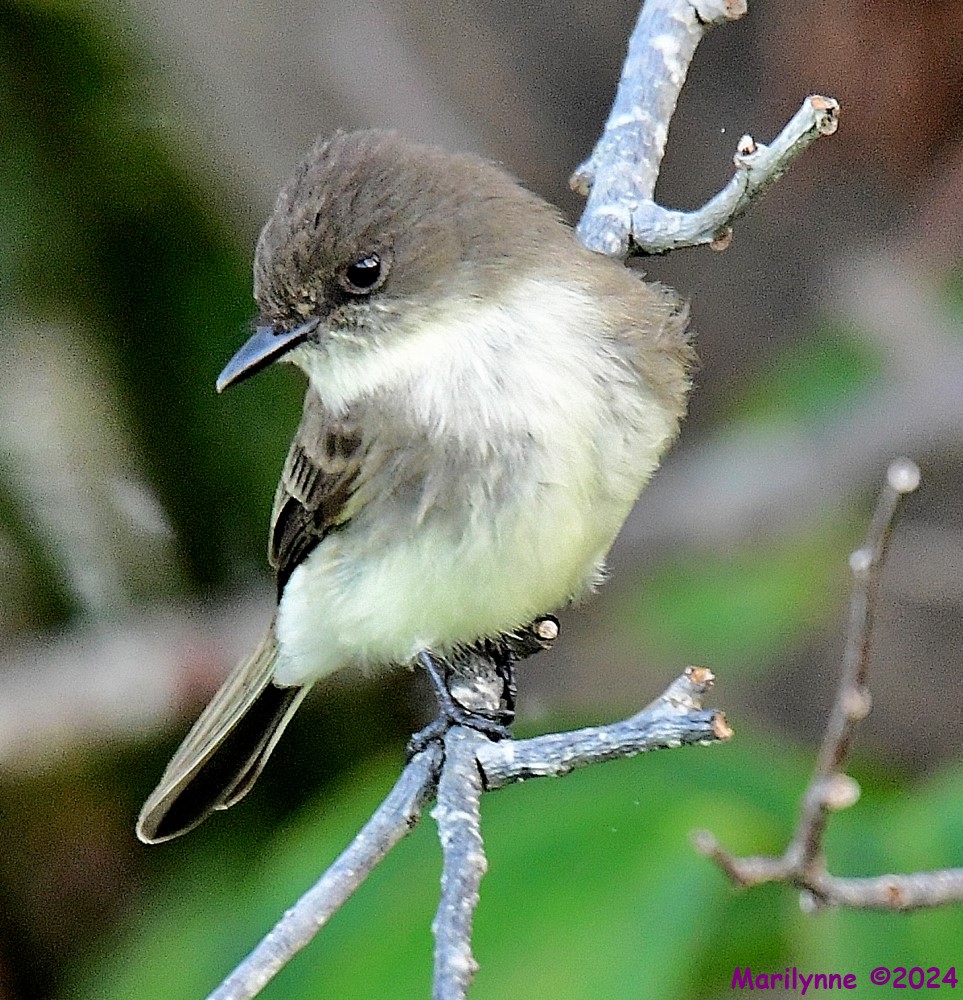 DSC_4450_001.JPG