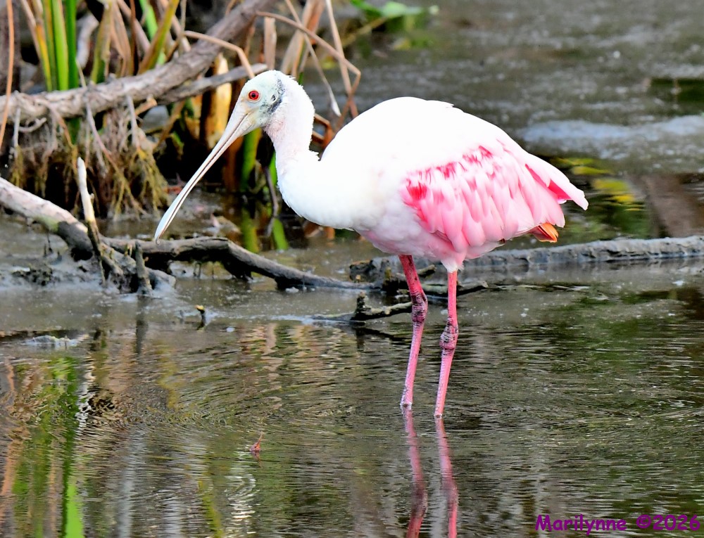 DSC_4450_001.JPG