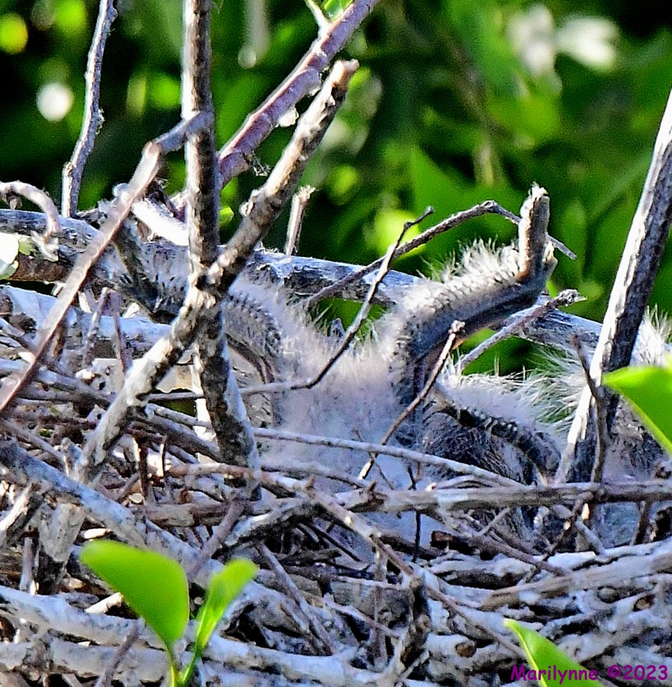 DSC_4451_001.JPG