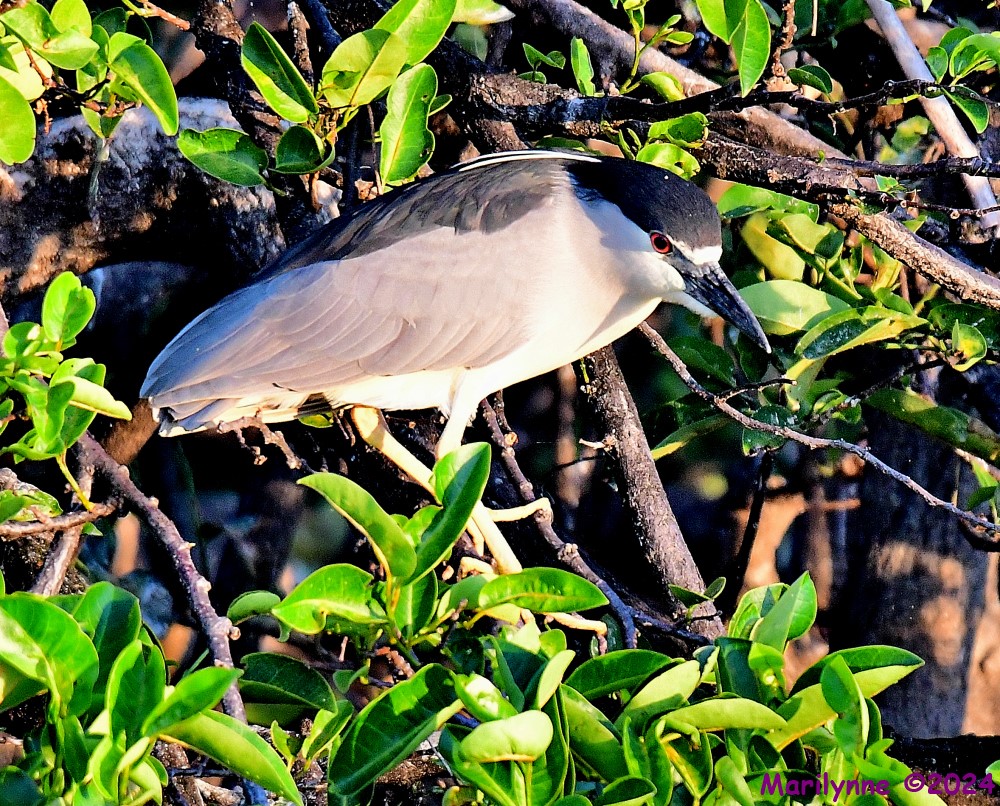 DSC_4451_001.JPG