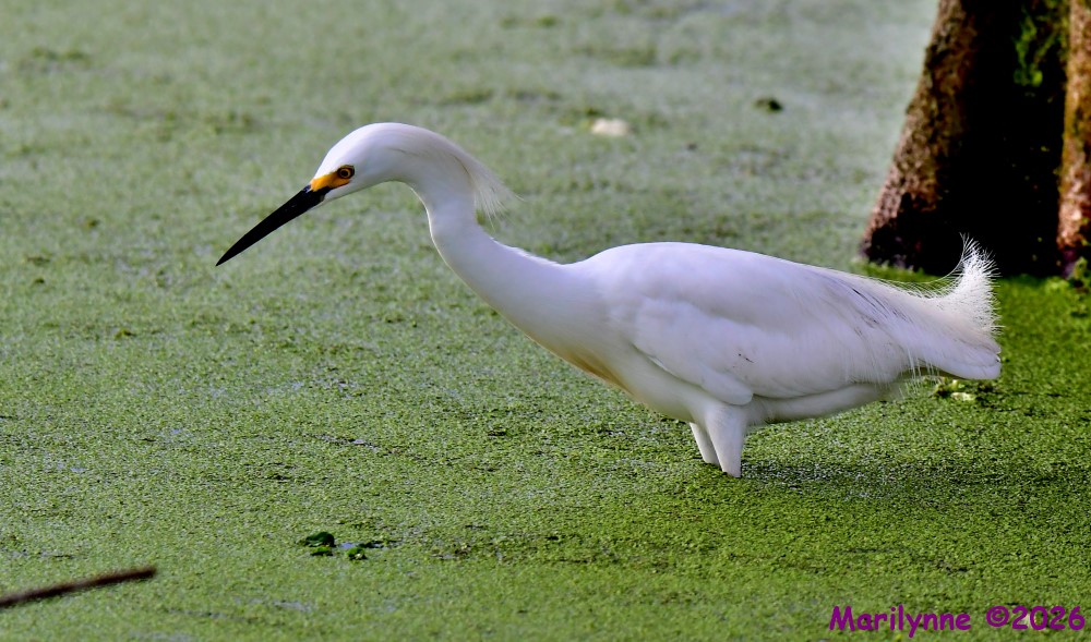 DSC_4451_001.JPG