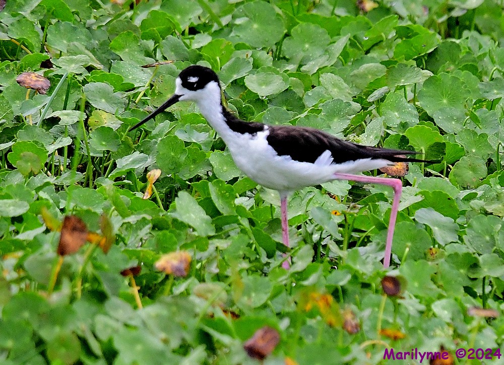 DSC_4452_001.JPG