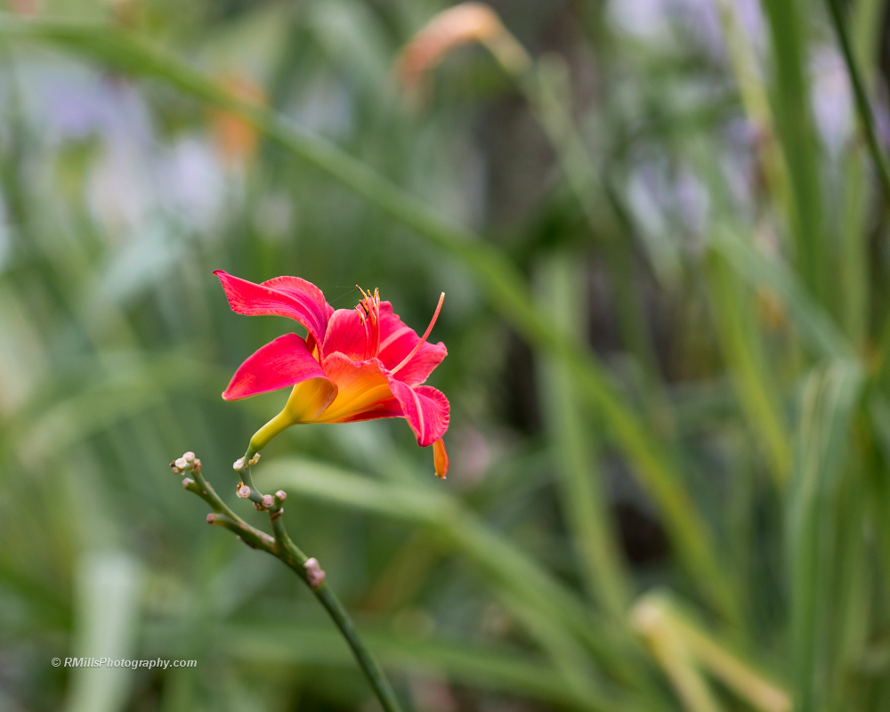 DSC_4453_7188.jpg