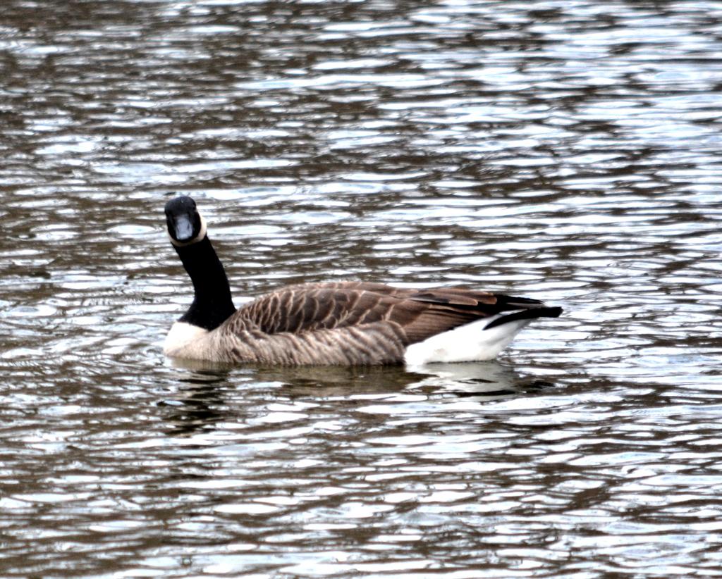 DSC_4454.jpg