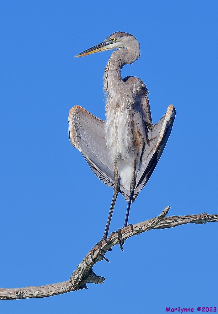 DSC_4456_001.JPG