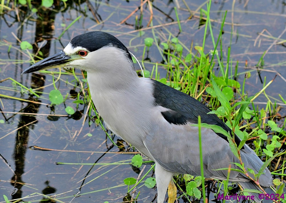 DSC_4456_001.JPG