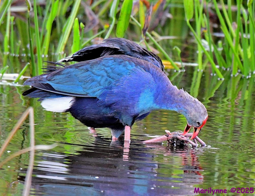 DSC_4456_001.JPG