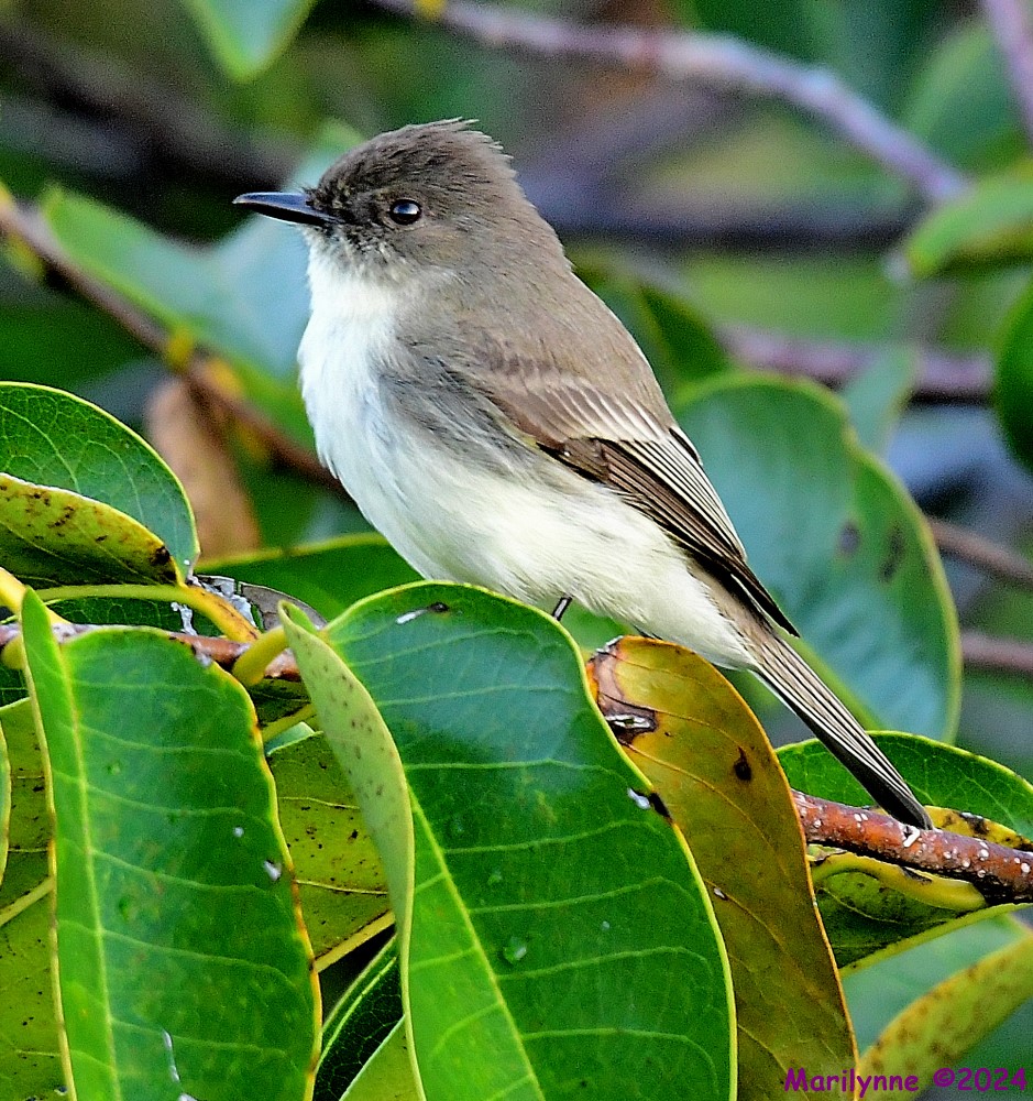 DSC_4457_001.JPG