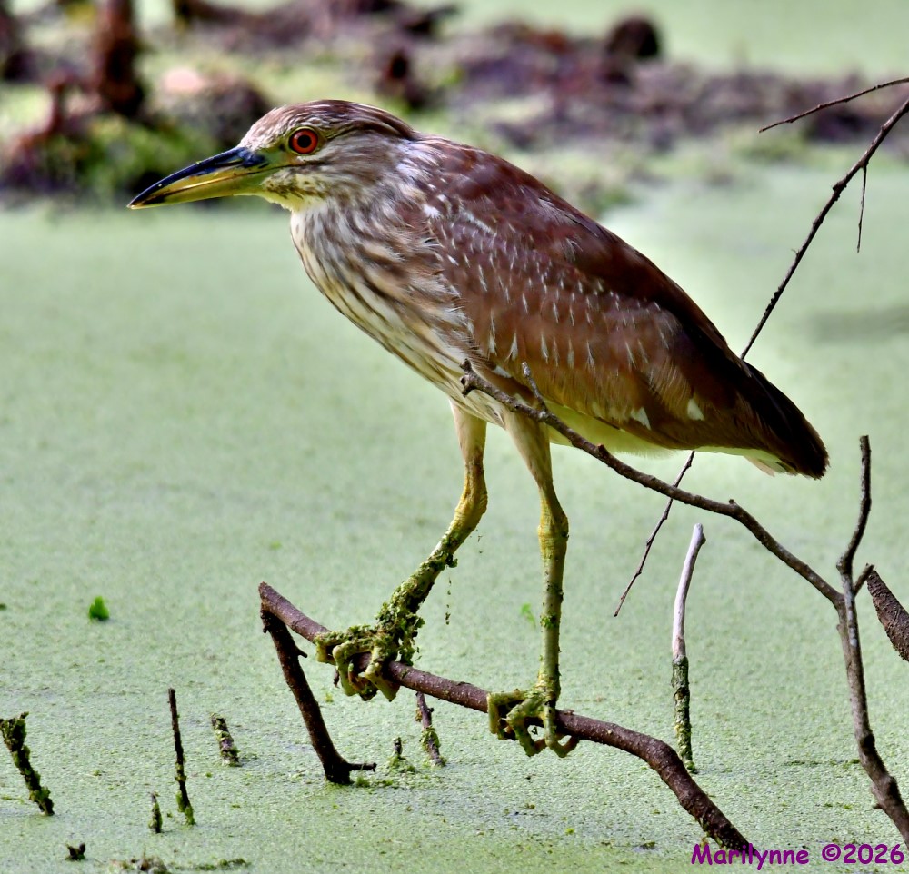 DSC_4457_001.JPG
