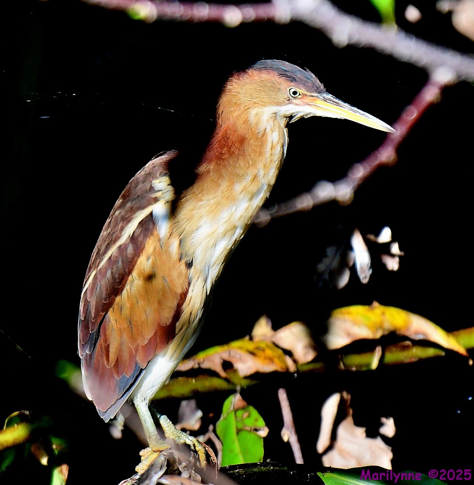 DSC_4458_001.JPG