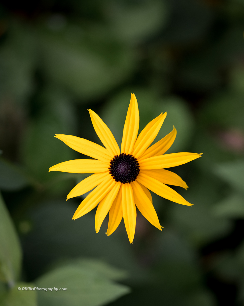 DSC_4458_7193-2.jpg