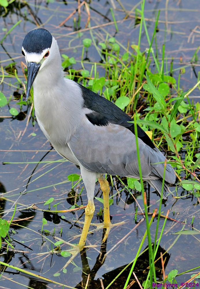 DSC_4459_001.JPG