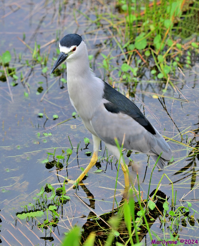 DSC_4460_stitch6_001.JPG