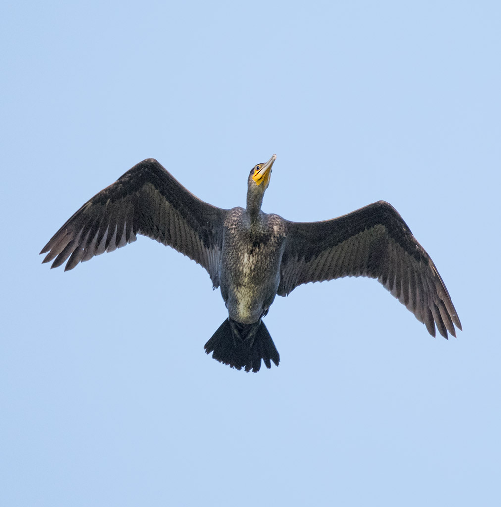 DSC_4461.jpg