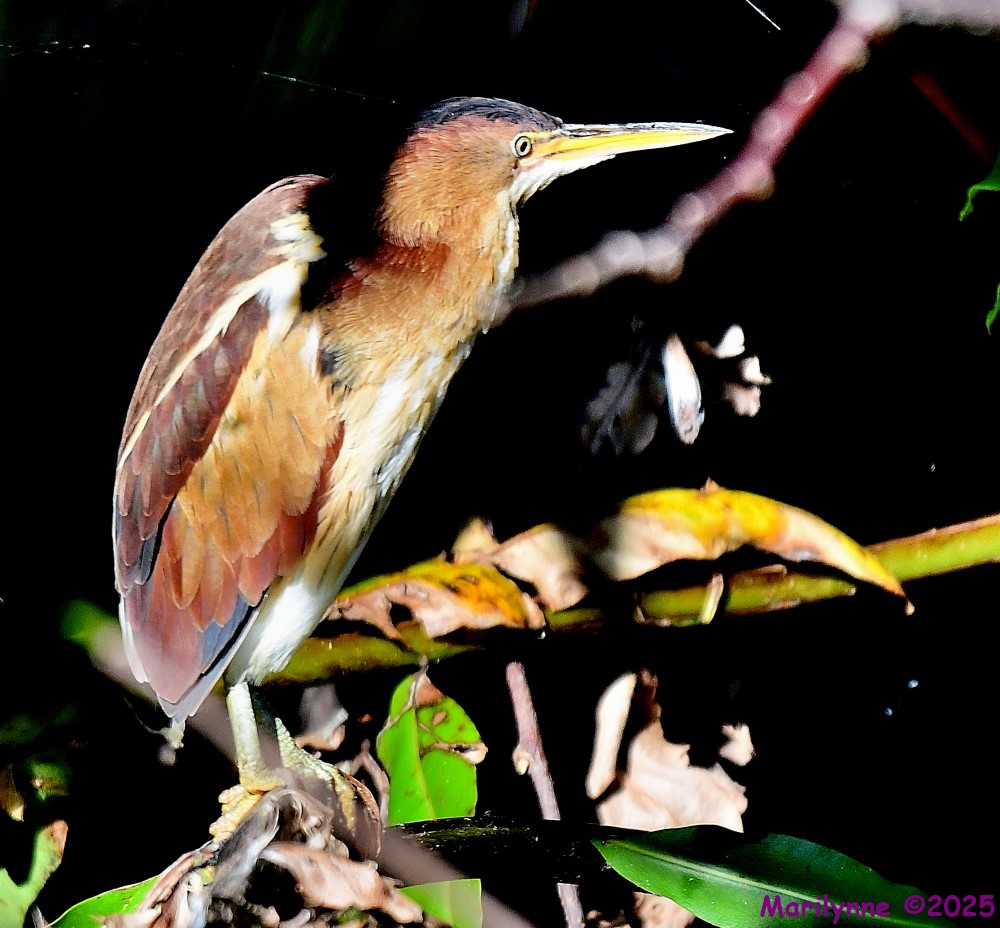 DSC_4462_001.JPG