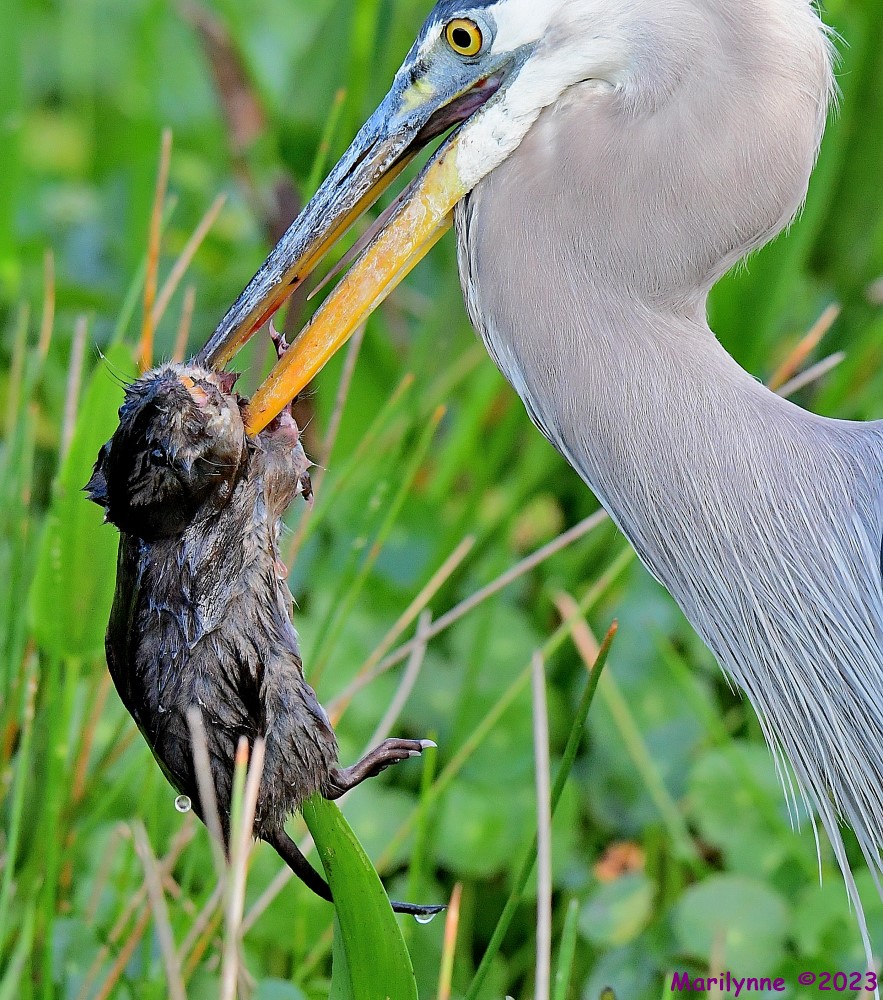 DSC_4464_001.JPG