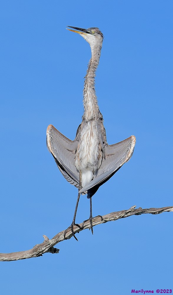 DSC_4464_001.JPG
