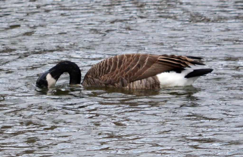 DSC_4465.jpg