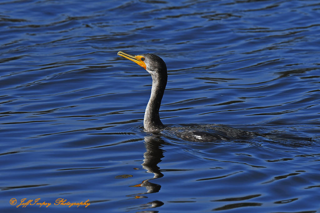 DSC_4465.jpg