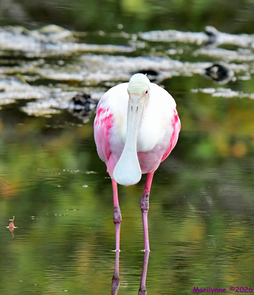 DSC_4465_001.JPG