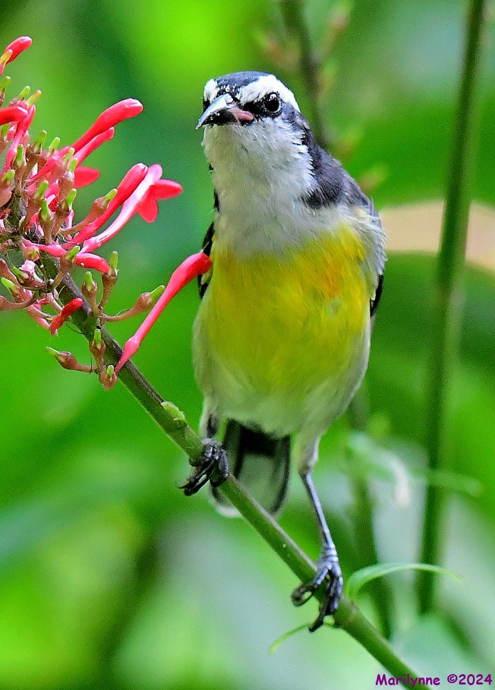 DSC_4467_001.JPG