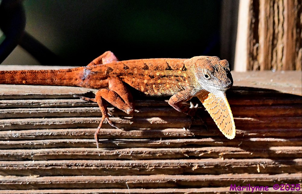 DSC_4467_001.JPG