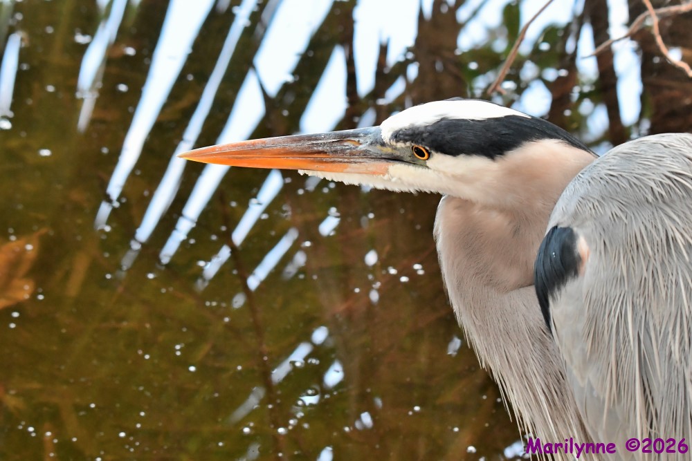 DSC_4468_001.JPG