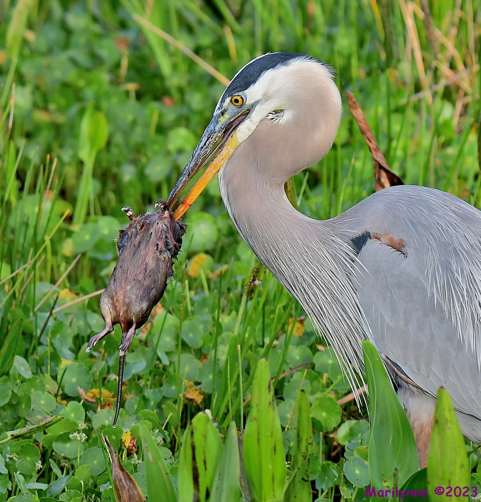 DSC_4470_001.JPG