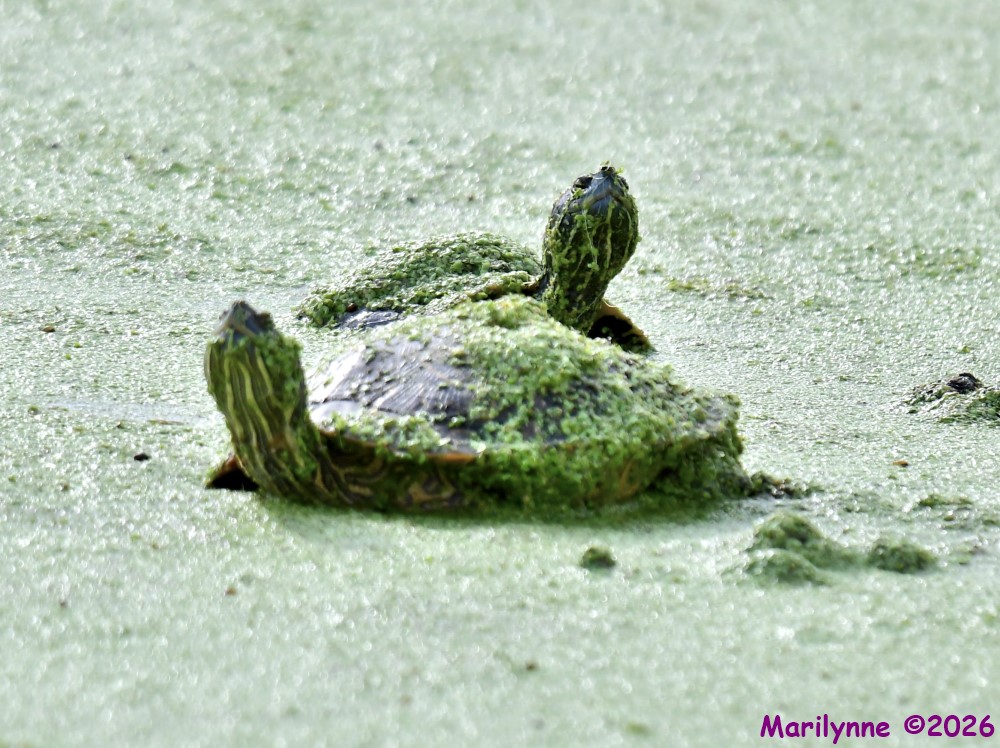 DSC_4470_001.JPG