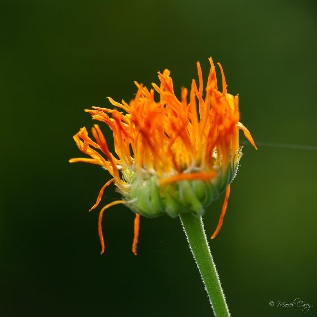 DSC_4471.jpg
