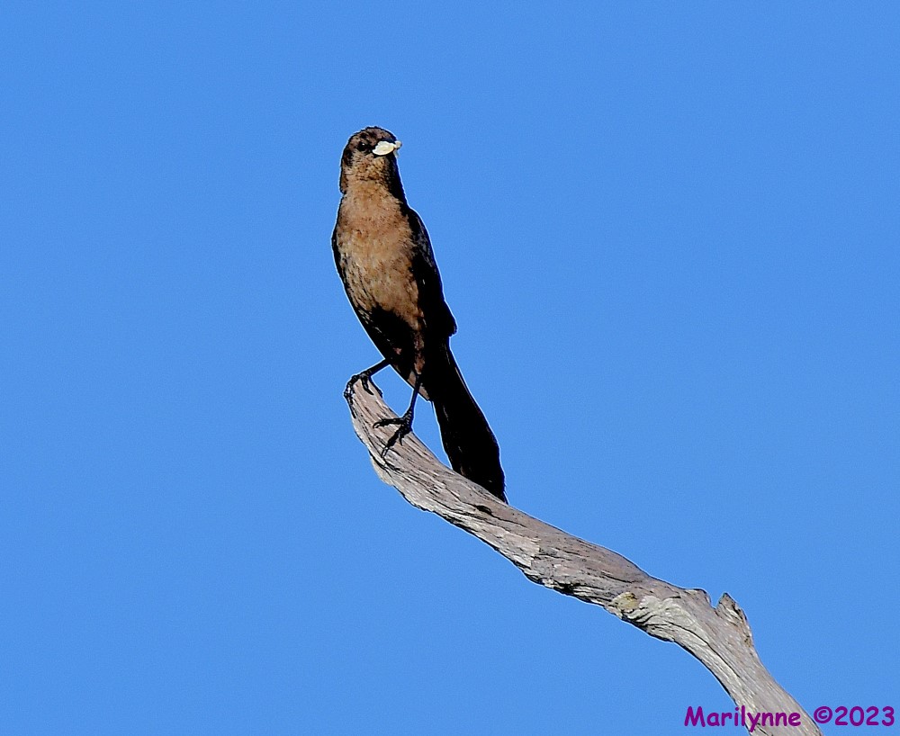 DSC_4471_001.JPG